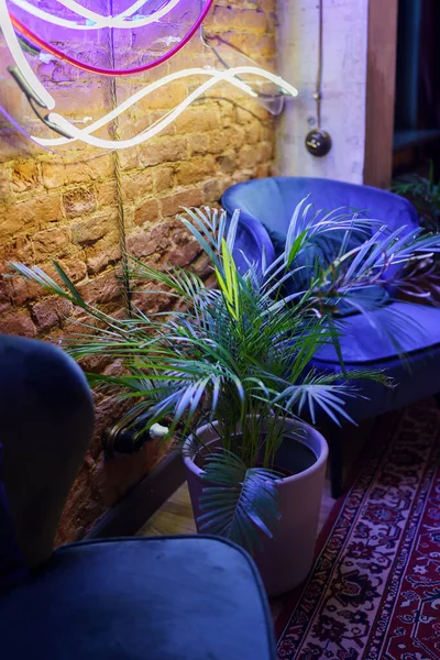Стильный интерьер квартиры в мансарде с двумя креслами, зеленой пальмой в горшке и неоновым светом — стоковое фото