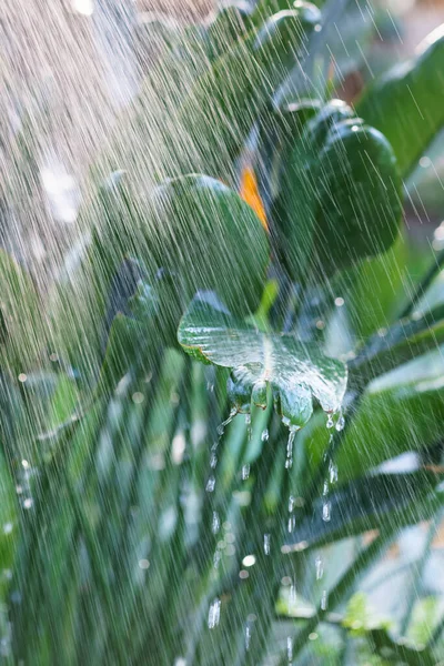 Foglie verdi di strelitzia reginae sotto lo spray acqueo. Piante esotiche che crescono in orango o giardino interno — Foto Stock