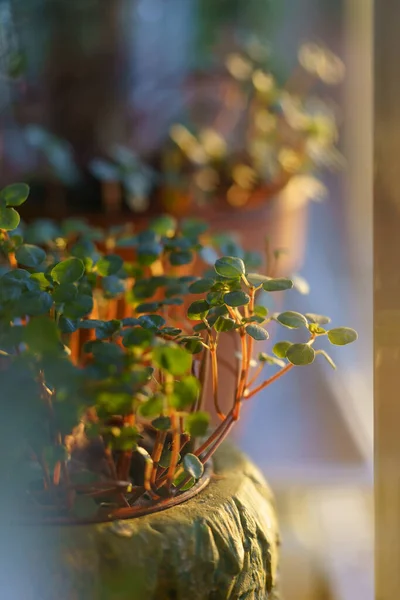 Świeże zielone kiełki Pilea libanensis w świetle słonecznym w ogrodzie. Delikatna wewnętrzna roślina ozdobna. — Zdjęcie stockowe