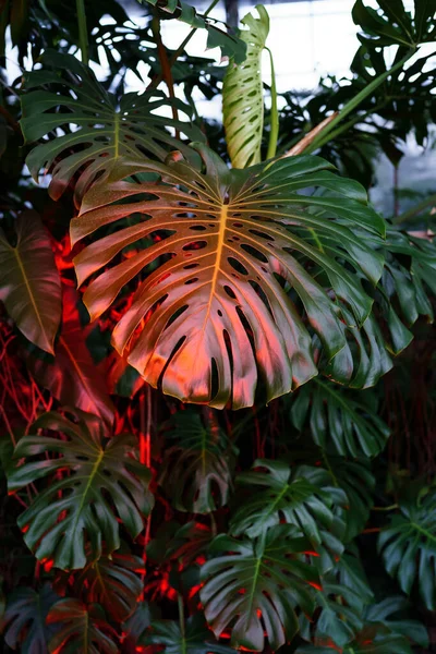 Yeşil Monstera Deliciosa yaprakları kırmızı neon ışıkta. Ev bahçesi ya da kapalı bahçe için modaya uygun bir bitki. — Stok fotoğraf