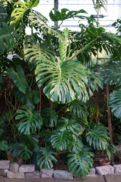 热带观赏植物，里面有常绿的怪兽。老温室，落叶植物，绿叶 — 图库照片