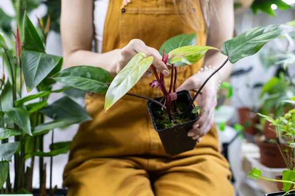 Mujer jardinero mantener el trabajo de la planta de interior en el jardín casero examinar la planta antes de replantar o vender en la tienda —  Fotos de Stock