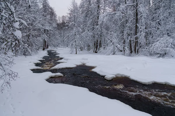 Running raging river with melted mountain water washing icy shores of snowy coniferous winter forest — Foto de Stock