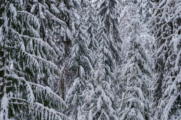 Árboles de coníferas cubiertos de nieve en el bosque de invierno en el frío día helado — Foto de Stock