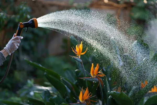 정원이나 온실에서 피어 오르는 계피에 물을 더 많이 주는 것이다. 식물을 돌보는 플로 리스트 — 스톡 사진