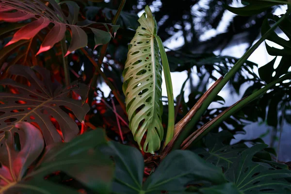 Monstera swiss cheese plant leaves in red neon light. Caring for houseplants for trendy home garden