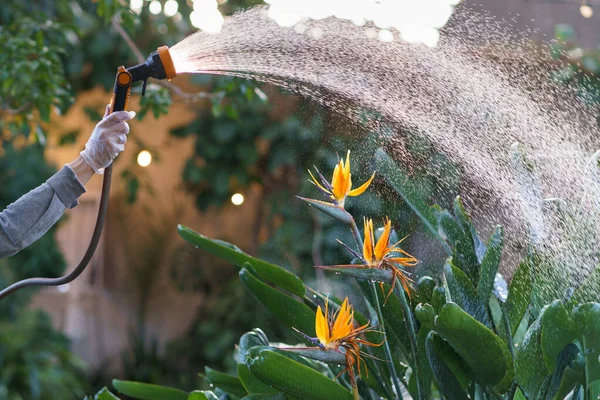온실에서 일하는 플로 리스트들 이 과수원이나 정원 센터에서 호스를 가지고 꽃에 물을 주면서 — 스톡 사진