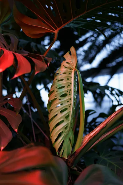 Monstera swiss cheese plant leaves in red neon light. Caring for houseplants for trendy home garden