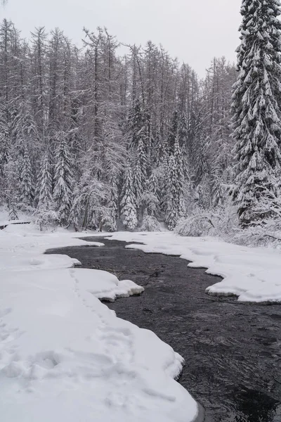 Running raging river with melted mountain water washing icy shores of snowy coniferous winter forest — Foto de Stock