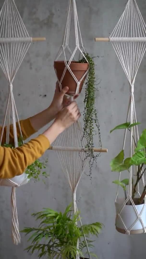 Mujer freelancer sosteniendo colgador de macramé con planta de interior Peperomia prostrata sobre pared gris — Vídeos de Stock