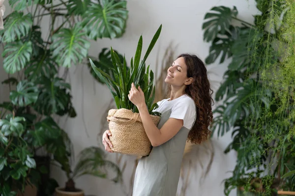 Wanita penjual bunga tersenyum memegang pot dengan tanaman Sansevieria bekerja di kebun dalam ruangan atau kantor rumah yang nyaman — Stok Foto