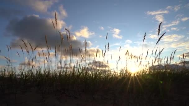 Lage hoek uitzicht op silhouet van gras boven de blauwe hemel met wolken bij zonsondergang. Zomertijd — Stockvideo