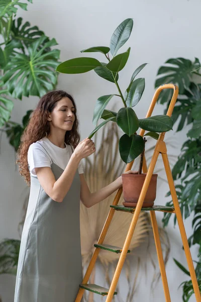 Freelance tuinmeisje zorgt voor kamerplanten in de tuin. Verzorgende bloemist veegt ficus bladeren — Stockfoto