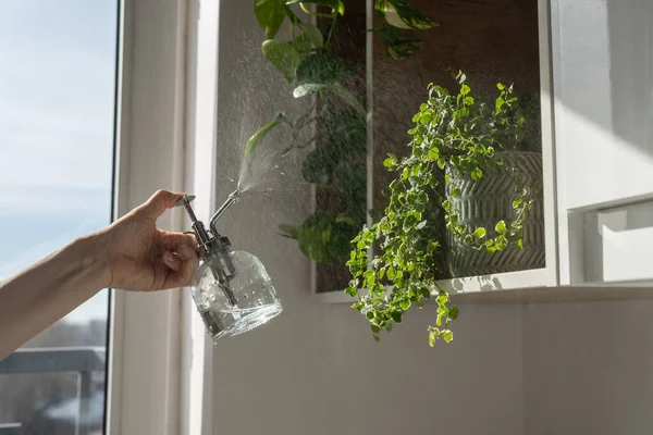 Donna spruzzando Ficus Pumila pianta d'appartamento, utilizzando spruzzatore, idrata l'aria circondano le foglie a casa — Foto Stock