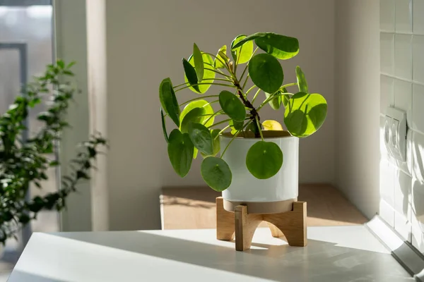 Pilea peperomioides houseplant in ceramic flower pot at home. Chinese money plant. Indoor gardening. — Stock Photo, Image