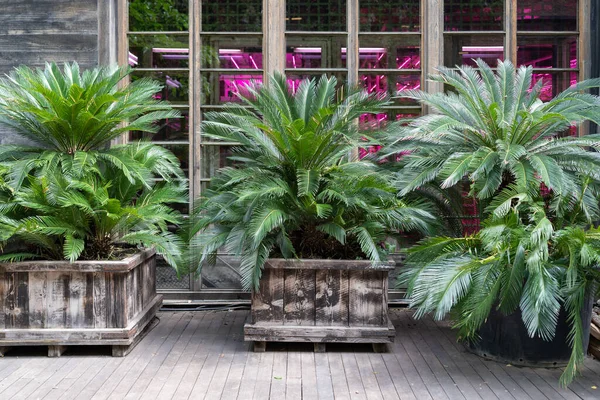 Palmier Cycas dans une grande jardinière en bois sur le mur de verre du bâtiment. jungle urbaine. — Photo