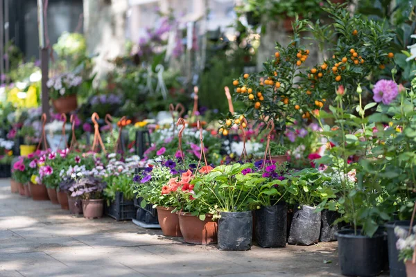 Feria de flores en Tiflis. Hermosas flores y plantas para el hogar o jardín. Primavera en Georgia —  Fotos de Stock