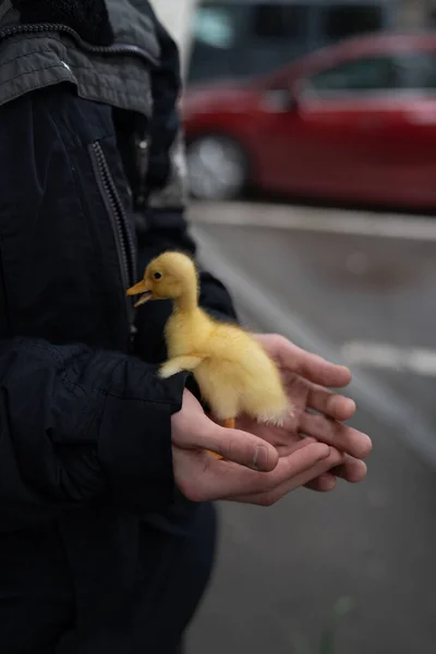 İnsanlar ellerinde yeni doğmuş küçük bir ördeği dışarıda tutarak kuş pazarından satın alıyorlar. — Stok fotoğraf