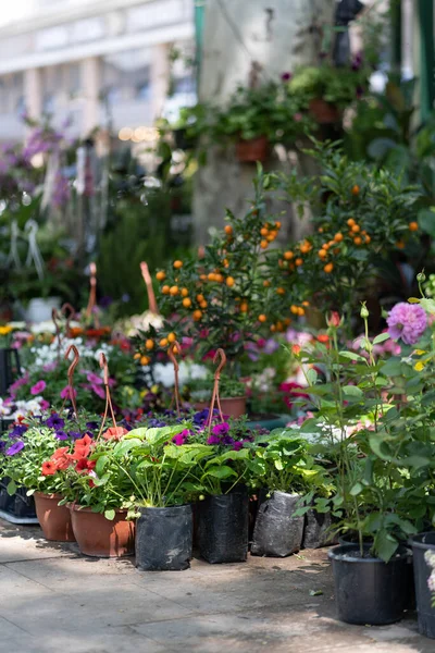 Feria de flores en Tiflis. Hermosas flores y plantas para el hogar o jardín. Primavera en Georgia —  Fotos de Stock