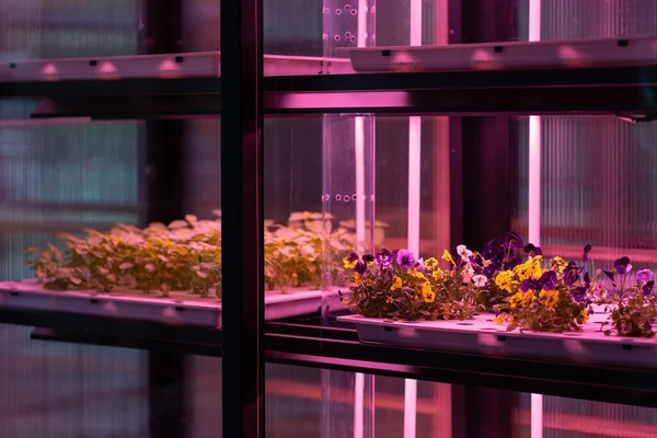 Salada verde vegetal crescendo em sistema hidropônico. Planta cultivada em sistema hidropônico. — Fotografia de Stock