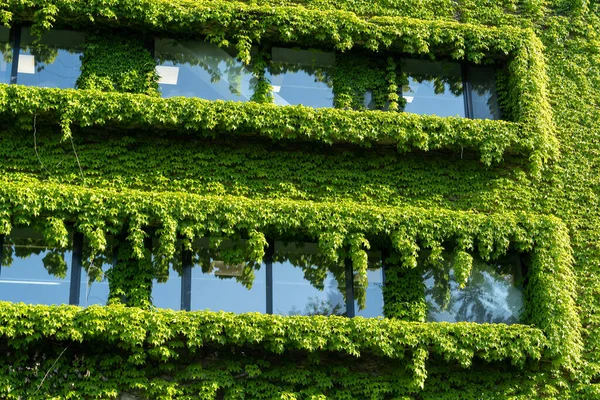 Façade verte et concept de maison écologique. Rampant de vigne autour de la fenêtre sur la façade bâtiment couvert de raisin sauvage — Photo