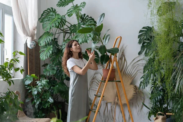 Chica jardinero independiente cuidar de las plantas de interior en el jardín en casa. Cuidadora florista limpiando hojas de ficus — Foto de Stock
