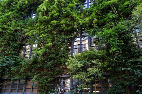 Fachada verde y concepto eco house. Viña enredadera alrededor de ventana en fachada edificio cubierto de uva silvestre —  Fotos de Stock