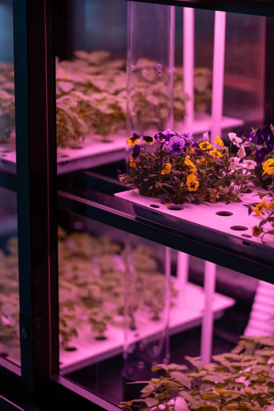 Eco Fazenda Inteligente Moderna Orgânica Salada Verde Vegetal Flores Crescendo — Fotografia de Stock