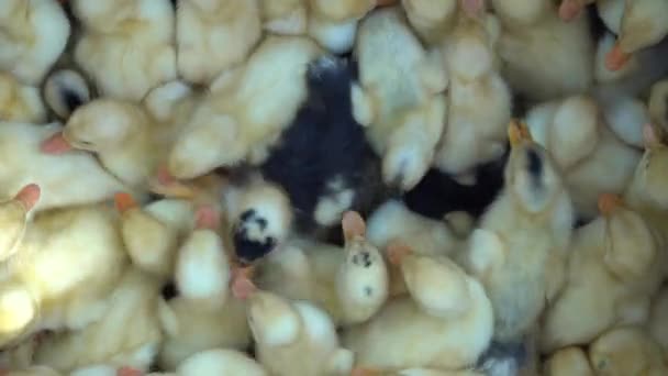 Kleine Pasgeboren Eendjes Box Vogelmarkt Bovenaanzicht — Stockvideo