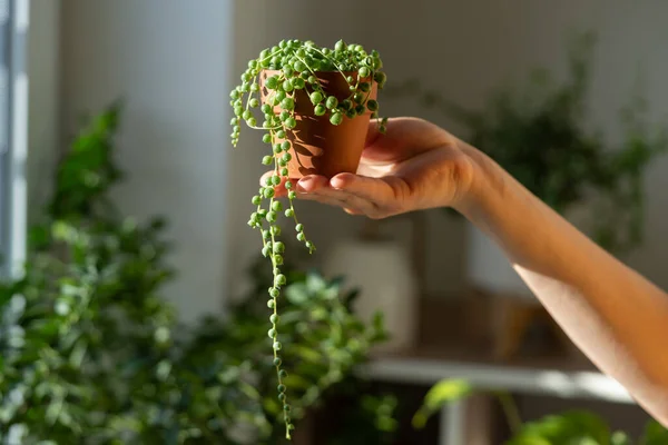 Closeup Woman Hand Holding Small Terracotta Pot Senecio Rowleyanus Commonly — Stock Photo, Image