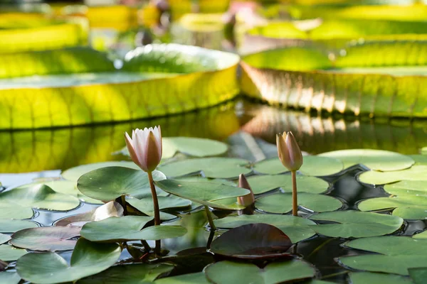 Serra Botanica Con Ninfee Loto Serra Con Piante Acquatiche Fiori — Foto Stock