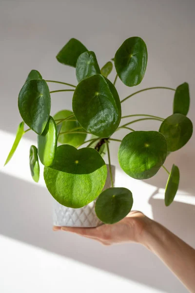 Primo Piano Donna Mano Che Tiene Vaso Fiori Con Succulenta — Foto Stock