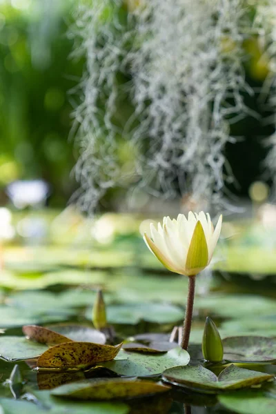 Serra Botanica Con Ninfee Loto Primo Piano Serra Con Pianta — Foto Stock