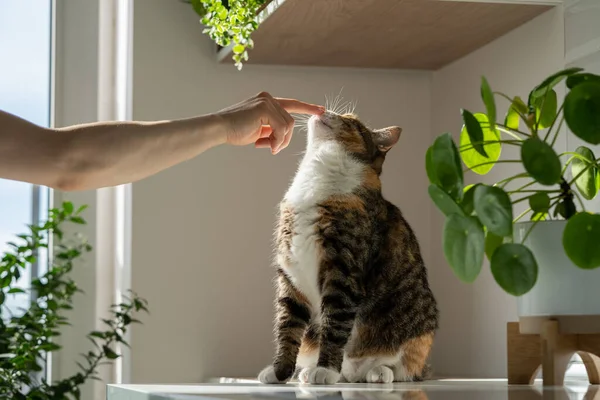 Tüylü Sevimli Kediyle Oynayan Bir Kadının Eli Buruna Parmağıyla Dokunur — Stok fotoğraf