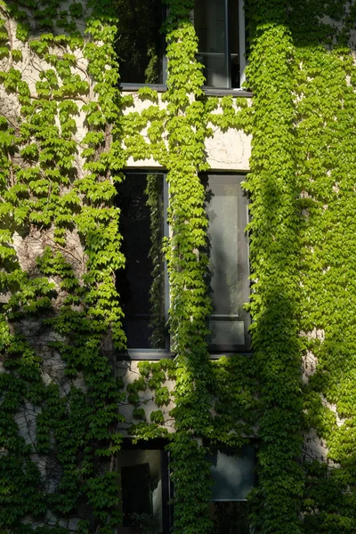 绿色立面 生态屋的概念 常春藤覆盖了第比利斯格鲁吉亚的建筑 外墙盖满野葡萄的房子窗户周围的葡萄藤爬虫 — 图库照片