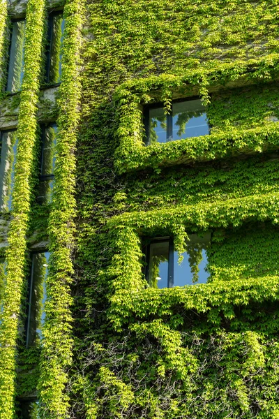 Grüne Fassade Ökohaus Konzept Efeu Bedeckte Gebäude Tiflis Georgien Reben — Stockfoto