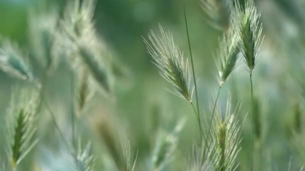 Primer Plano Las Orejas Los Cultivos Cereales Silvestres Luz Del — Vídeo de stock
