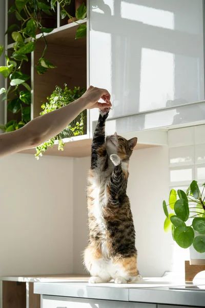 Main Propriétaire Femme Jouant Avec Chat Mignon Moelleux Maison Trucs — Photo