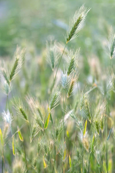 Primo Piano Delle Orecchie Delle Colture Cereali Selvatici Alla Luce — Foto Stock