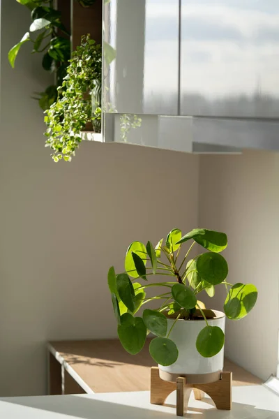 Pilea Peperomioides Houseplants Ceramic Flower Pot White Table Home Interior — Stock Photo, Image
