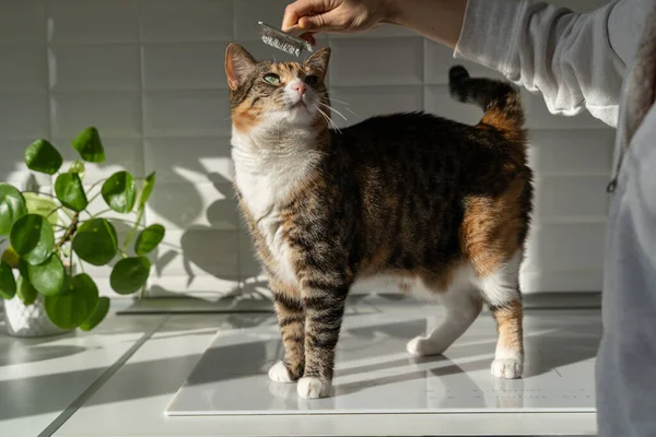 Closeup Woman Combing Fur Cat Brush Kitchen Female Taking Care — ストック写真
