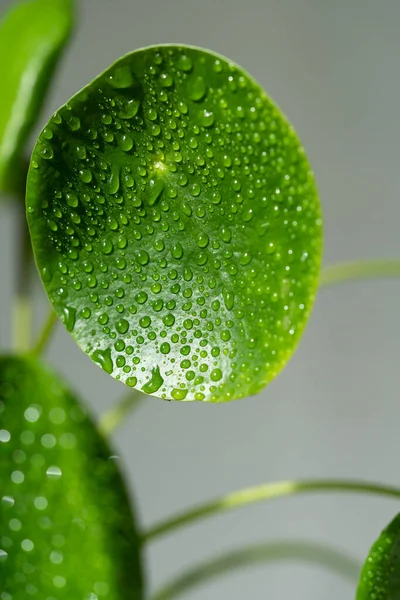 Püskürttükten Sonra Pilea Peperomioides Bitkisine Yakın Çekim Güneş Işığı Yeşil — Stok fotoğraf