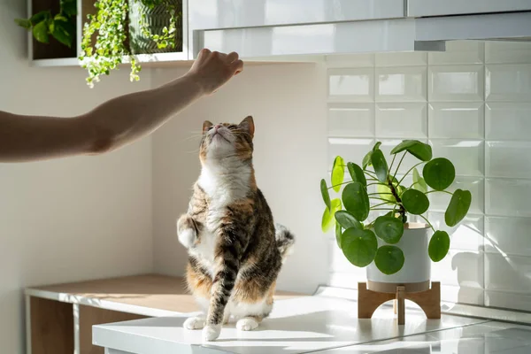 Hand of woman owner playing with fluffy cute cat at home. Training cat trick of standing up on hind paws. Sunlight. Pet lovers. Domestic life concept