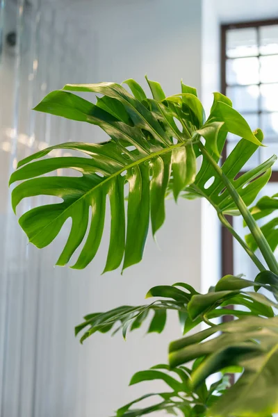Zbliżenie Świeżych Zielonych Liści Monstera Houseplant Nowoczesnym Salonie Nad Białą — Zdjęcie stockowe