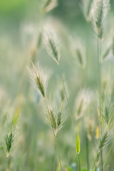 Primer Plano Las Orejas Los Cultivos Cereales Silvestres Luz Del — Foto de Stock