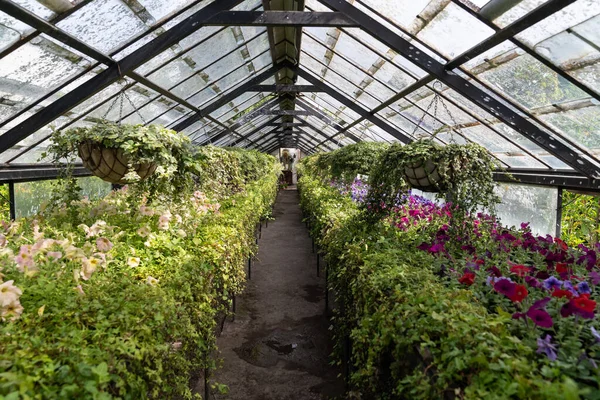 Oude Kas Met Tropische Bloemen Planten Binnen Zonlicht Glashuis Met — Stockfoto