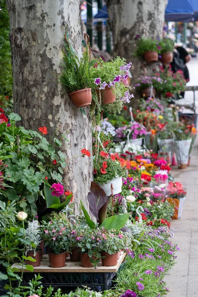 第比利斯的花展格鲁吉亚 美丽的花卉和植物 为家庭或花园 柔和的焦点 街头市场上出售的塑料罐中的各种花束 — 图库照片