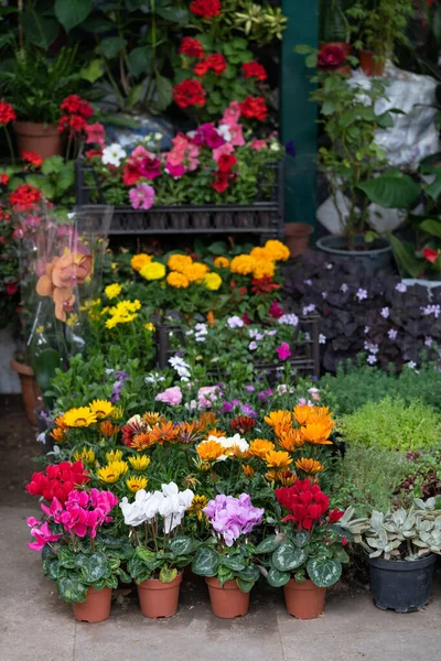 Feria Flores Tiflis Georgia Hermosas Flores Plantas Para Hogar Jardín —  Fotos de Stock