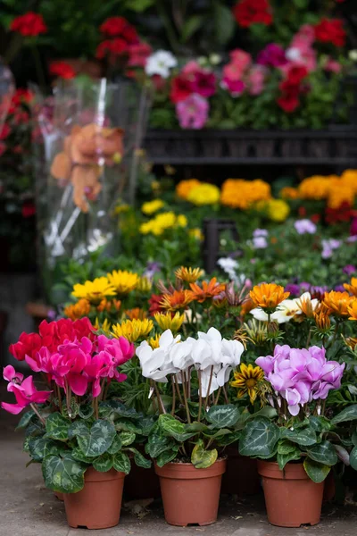 Fair of flowers in Tbilisi Georgia. Beautiful cyclamen flowers in plastic pot and plants for home or garden, soft focus. Various houseplants for sale at street market