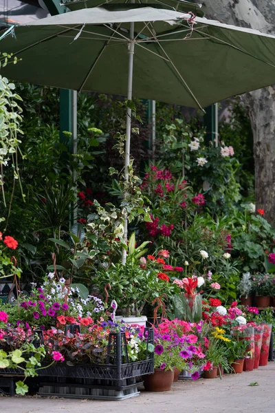 第比利斯的花展格鲁吉亚 美丽的花卉和植物 为家庭或花园 柔和的焦点 街头市场销售的篮子中的各种花束 — 图库照片